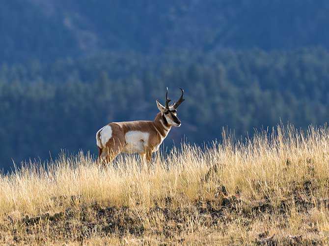 AZGFD issues 25,136 tags for 2022 pronghorn and elk hunts