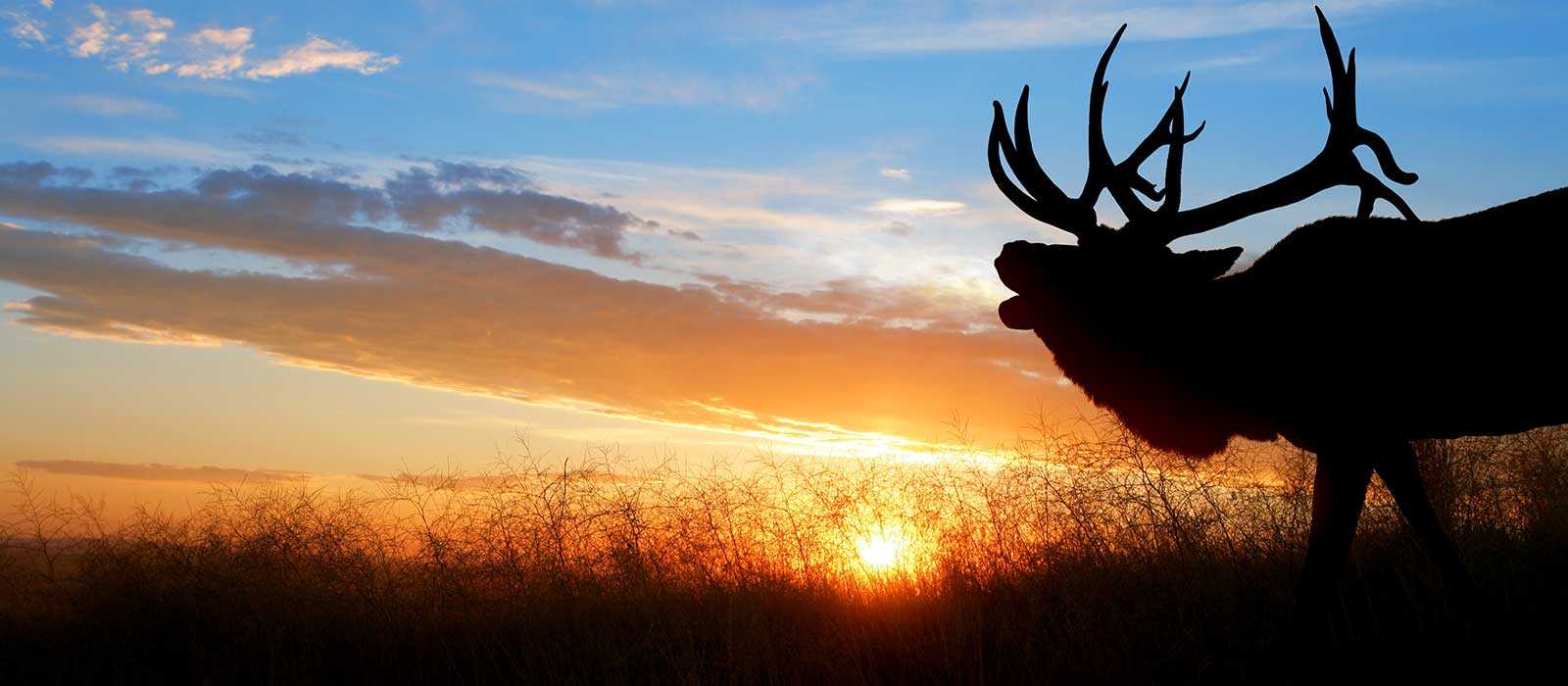 Image of silhouette of an Elk