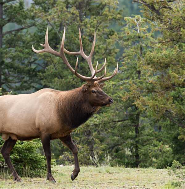 Image of a man behind a shop counter