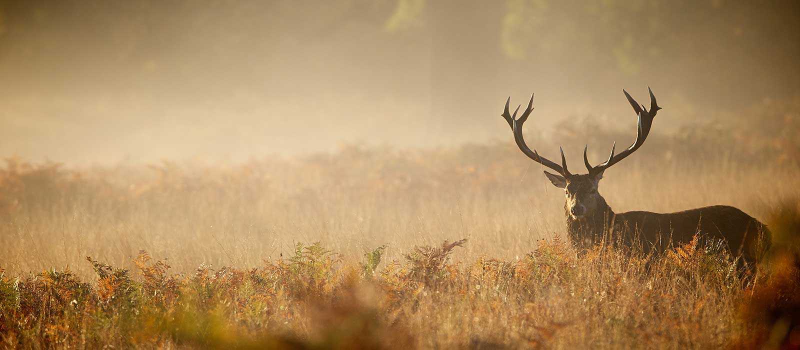 Image of silhouette of an Elk