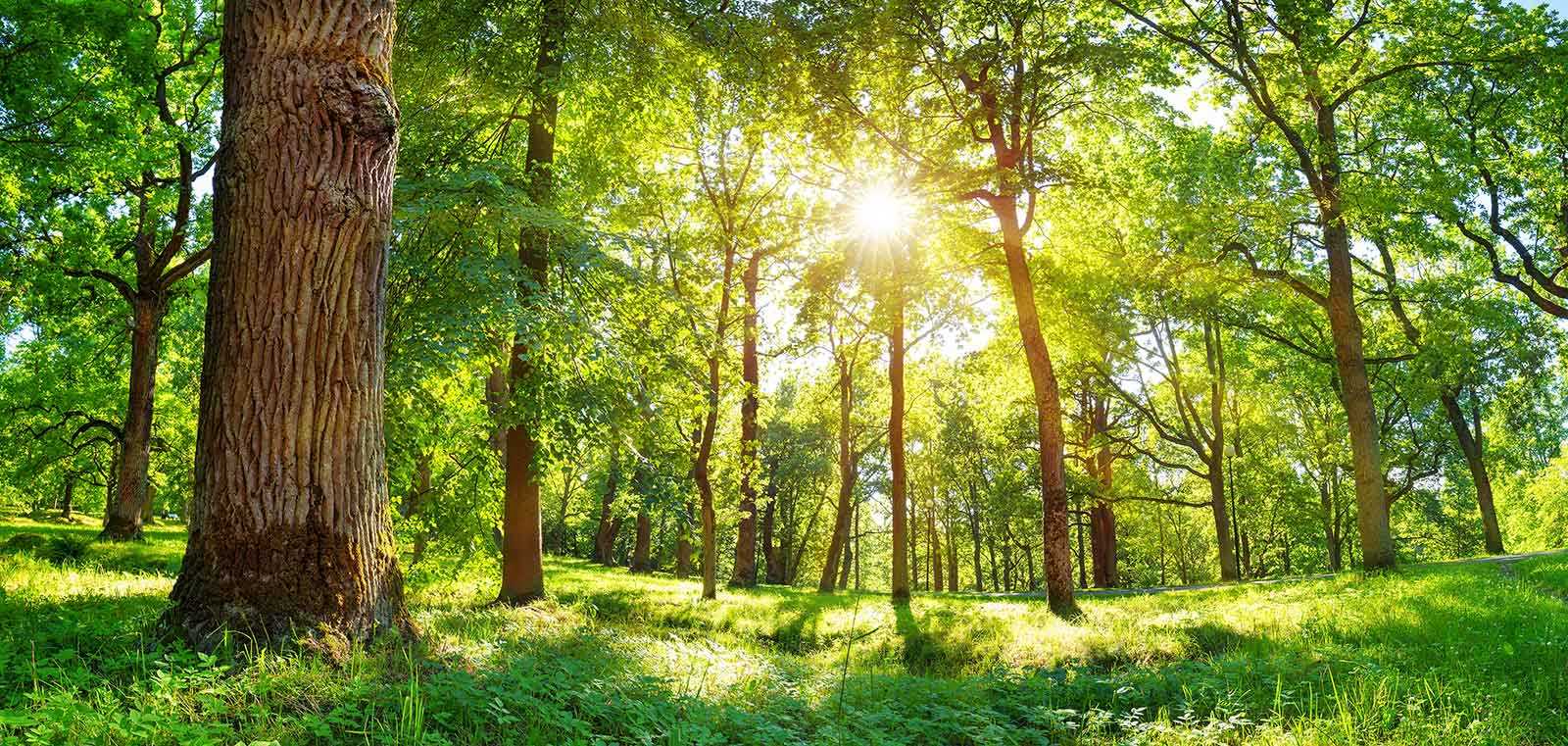 Image of silhouette of an Elk
