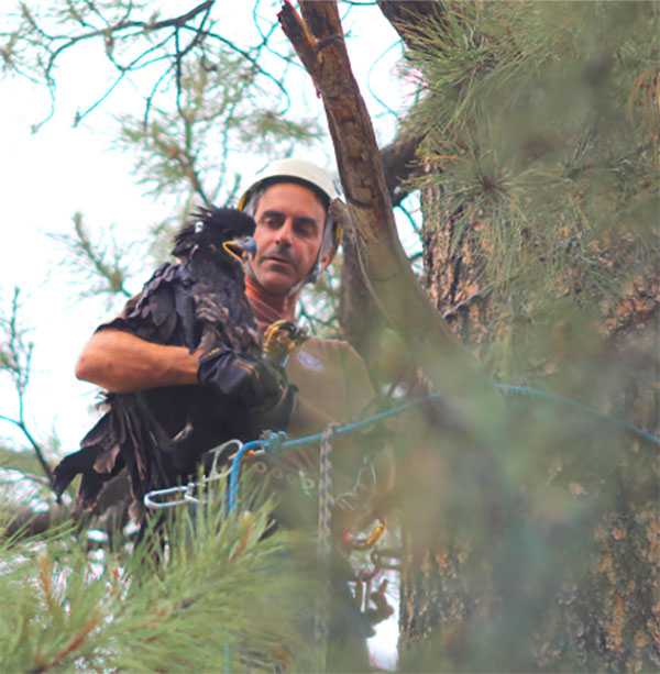 Image of a man with a bird in a tree